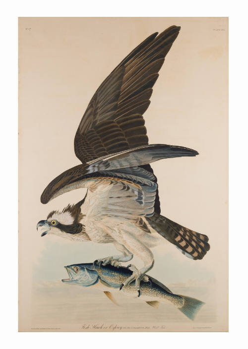A Selection from John J. Audubon's Birds of America