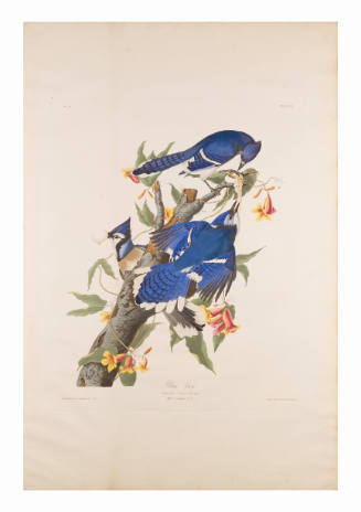 Three blue birds perched on a branch, with pink and yellow flowers, collecting fruit