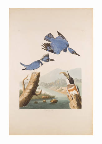 Two blue birds with one brown bird eating a fish in front of a river landscape