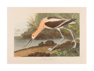 American Avocet