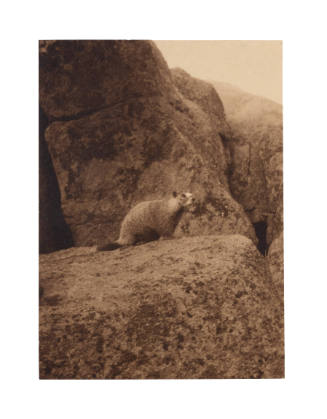 Whistling Marmot at Estes Park, Colorado
