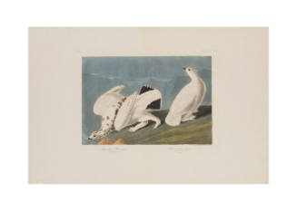 American Ptarmigan & White-Tailed Grouse