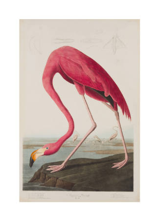 American Flamingo