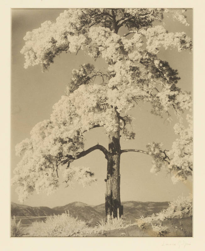 Greyscale photograph of bottom two-thirds of a large tree on a mountain filling the frame